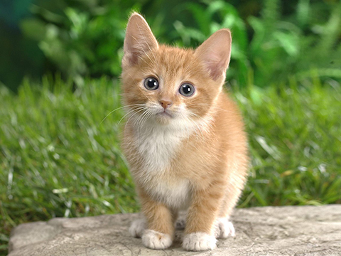 cute