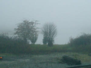 fog.jpg
