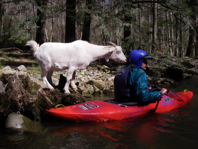 The Doe Goat (photo by Mike Duvall)