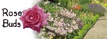 Rose Buds