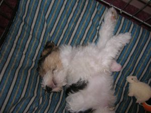 Spots02.jpg