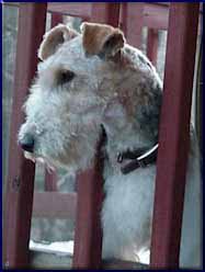 birchhurstmollyschoice.jpg