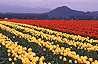 La Conner Tulips Field