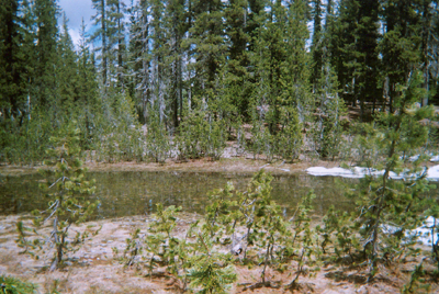 Small lake edged by snow & trees