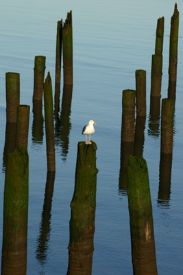 sea gull on piling in water