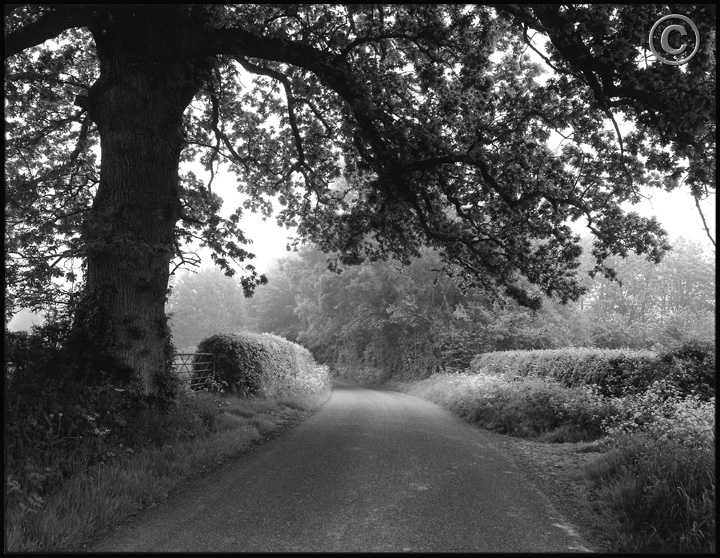 CountryLane040.jpeg