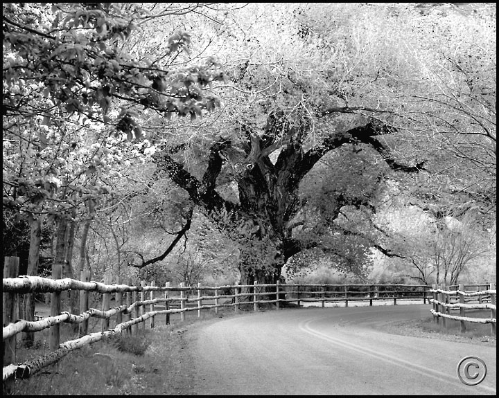 NPCR006Cottonwood.jpeg