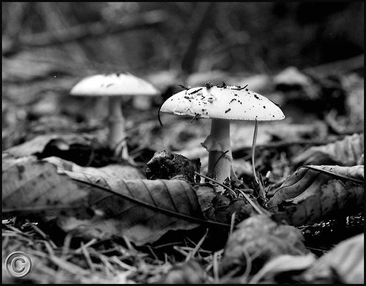PLFU 002 Mushrooms.jpeg