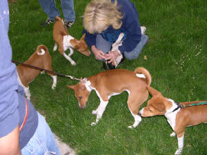 Lots of basenji yearlings