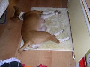 Princess sleeping... so tired
