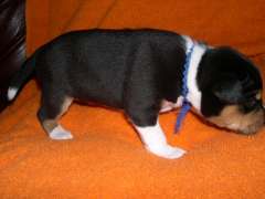 BlueWalks.jpg