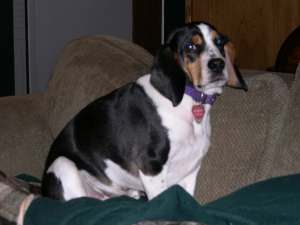 Quincy the love beagle...