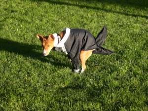 Olive being classy in her tux