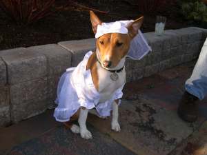 Bogart in the wedding dress