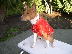 Bogart models his jacket