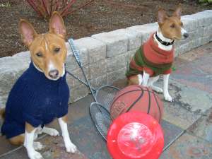 Bogart and Olive in sweaters