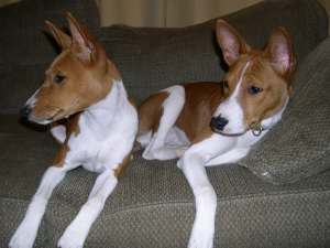 Olive and Barclay