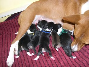PuppyLitter.jpg