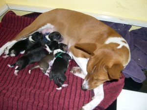 MiscPuppies1.jpg