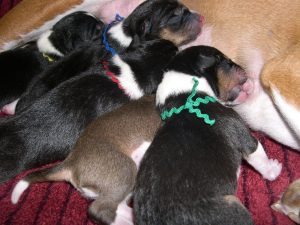 Puppies2.jpg