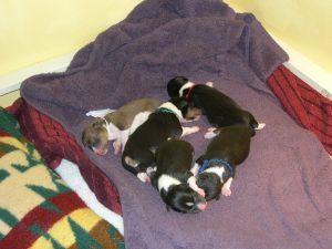 Puppies3.jpg