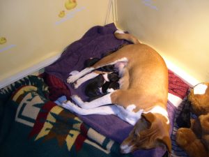 Puppies4.jpg