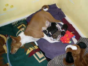 SlepingPuppies.jpg