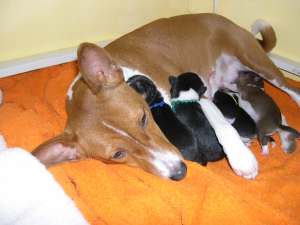 MommyPups.jpg