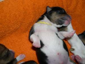 YellowSleeps.jpg