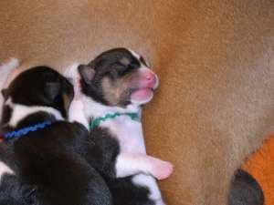 Sleeping with the gang