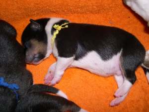 YellowSleeping.jpg