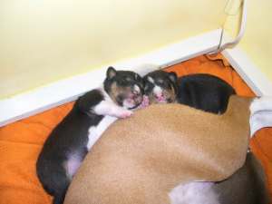 cuddle cuddle