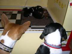 Quincy and Olive watching pups