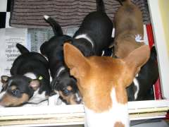 Lookin' in at the pups
