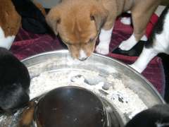 Eatin' like big dogs