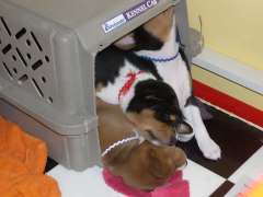 Sleeping in the crate is fun