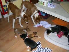 Playing with Barclay and Darjeeling