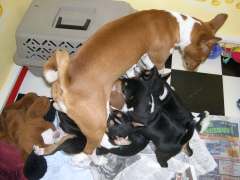Feeding Frenzy