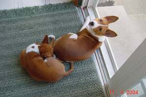 Barclay and Olive lounging
