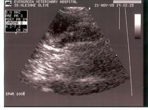 ultrasound_11_21.jpg