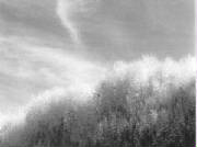 weeds.jpg
