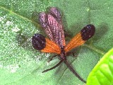 Net-wing beetle