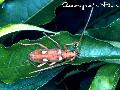 Spotted Apple Tree Borer