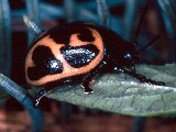 Swamp Milkweed Leaf Beetle