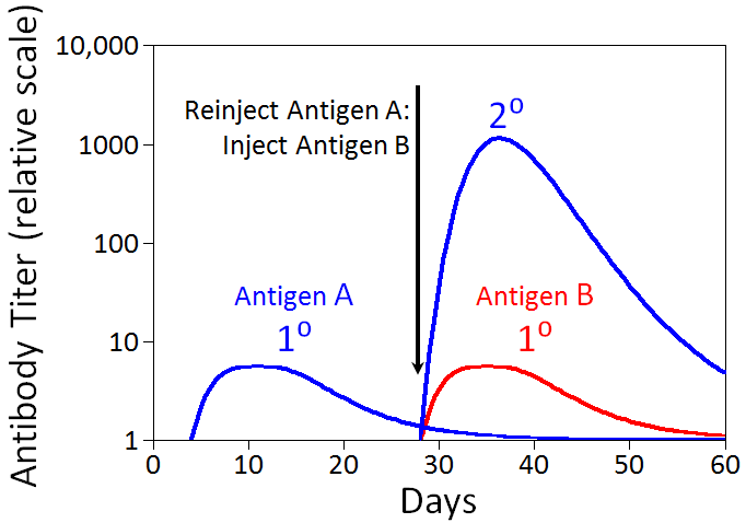 Humoral Immune Response