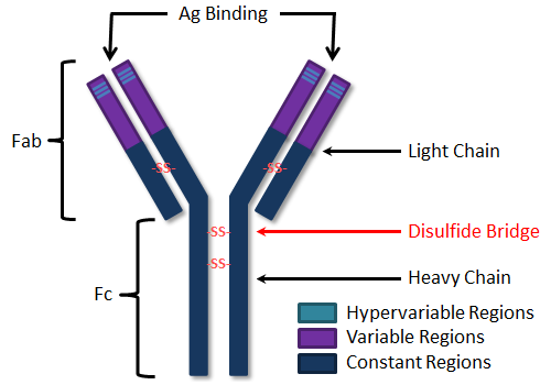 Basic Immunoglobilin Structure