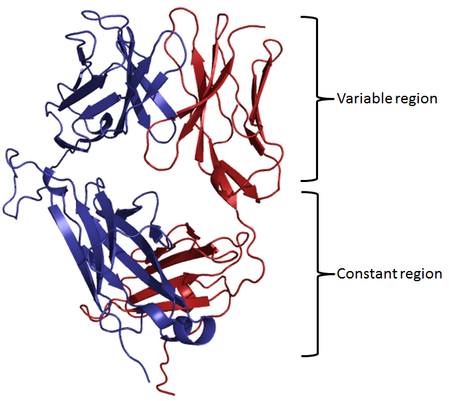 T-cell Receptor, side view