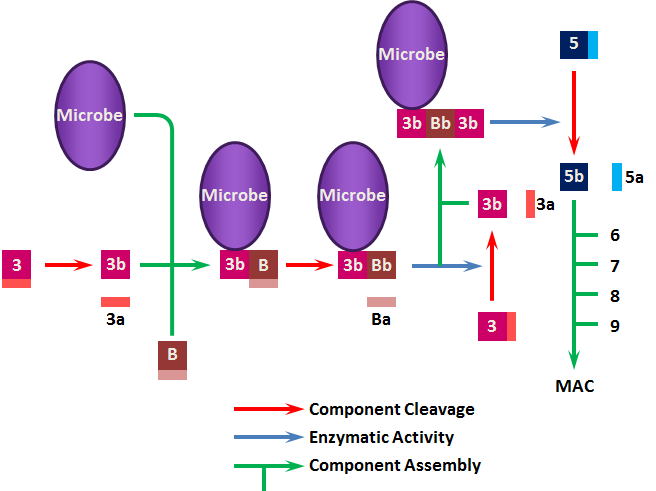 Schematic of Alternate Pathway