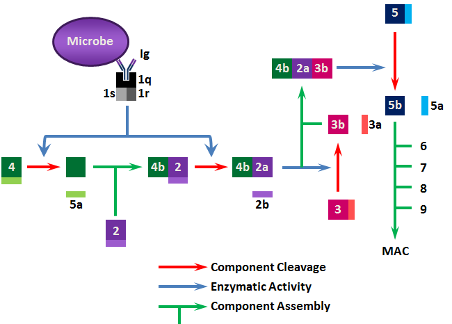 Schematic of Classical Pathway