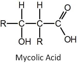 Structure of Mycolic Acid